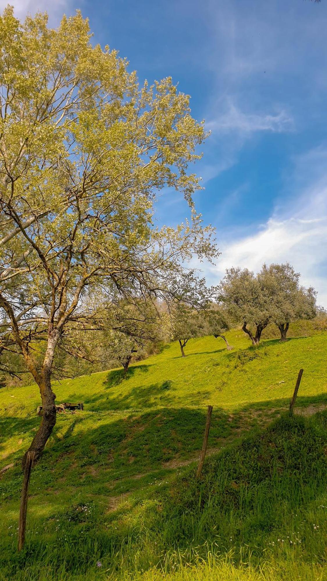 Agriturismo Podere Le Tombe Guest House Palaia Ngoại thất bức ảnh