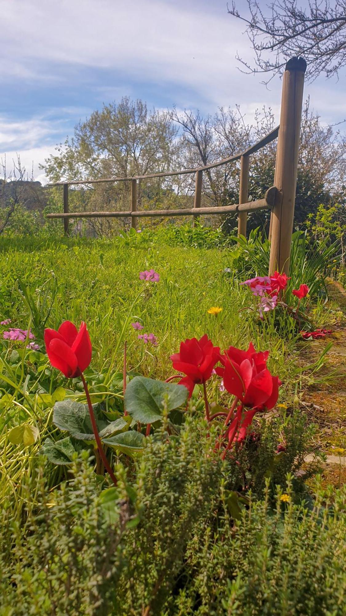 Agriturismo Podere Le Tombe Guest House Palaia Ngoại thất bức ảnh