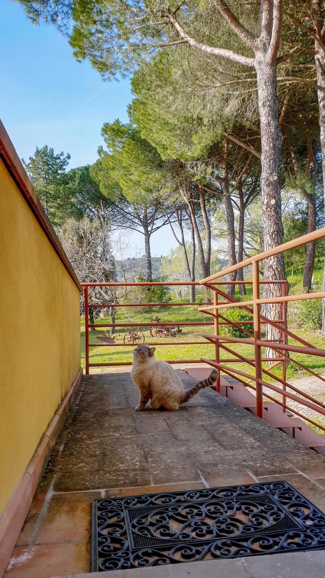 Agriturismo Podere Le Tombe Guest House Palaia Ngoại thất bức ảnh